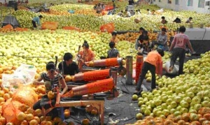 目前平和蜜柚仍有30%滞销，遇“寒冬”