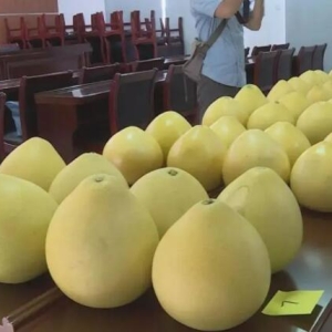 琯溪蜜柚O2O，直採成快速解决生鲜痛点
